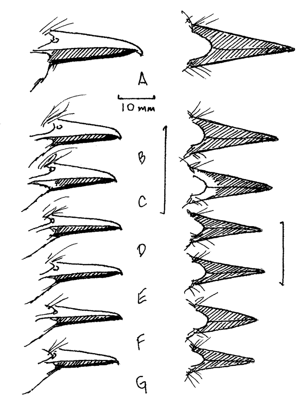 Myiarchus Figure 5 by Donna L. Dittmann - LOS News - December 2000