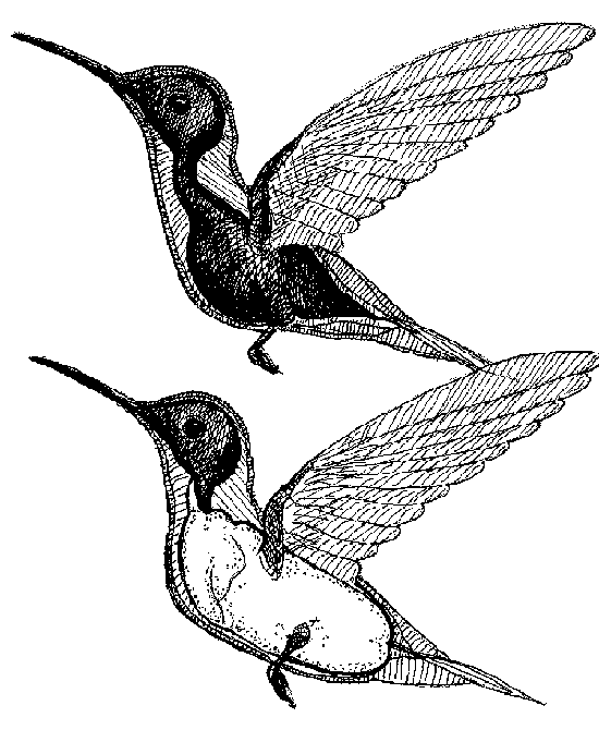 Hummingbird Figure 1 - by Donna Dittmann
