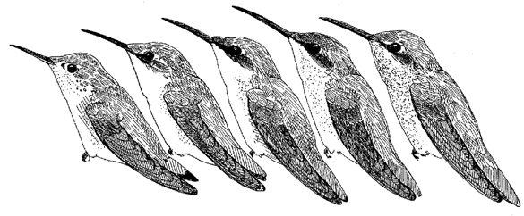 Hummingbird Figure 4 - by Donna Dittmann - LOSNews 188 Nov.1999