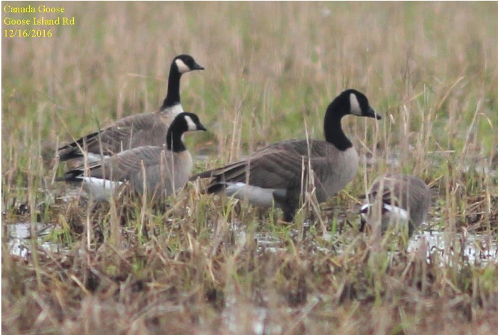 Canada goose discount season louisiana